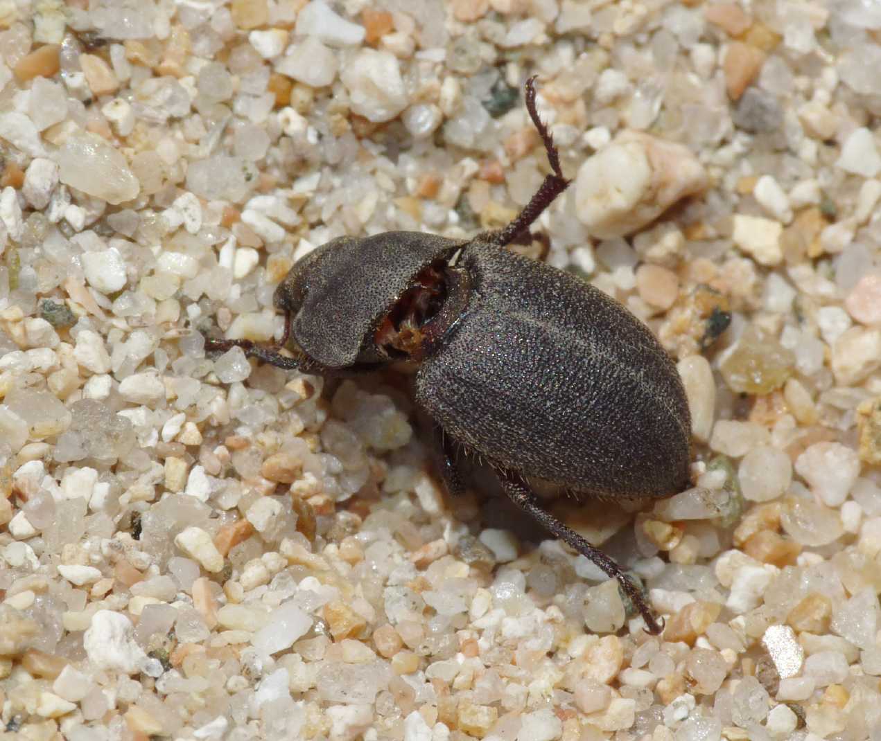 Piccolo Tenebrionidae da determinare: Sinorus colliardi